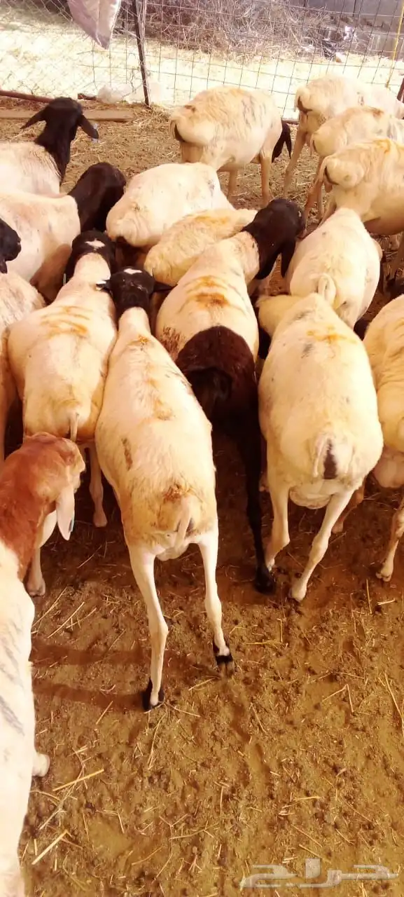 ذبايح بربري وتيوس مرباه بسعر 550 ريال 3