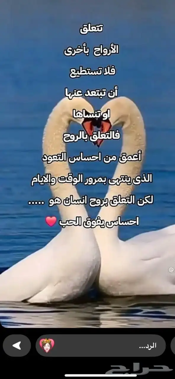 الطايف 7