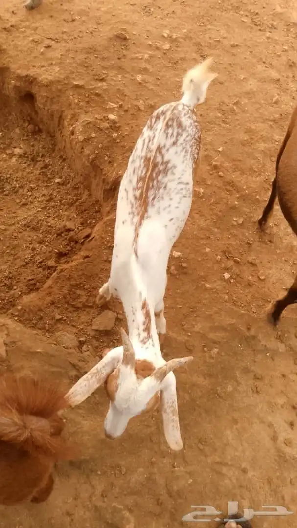 غنم للبيع على السوم 1