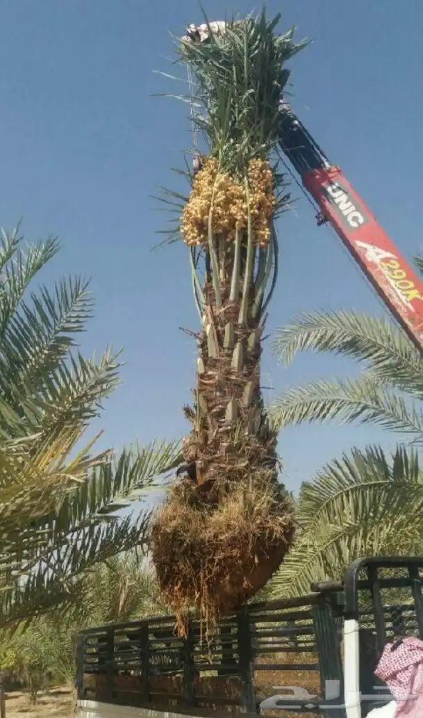 نخل بثمره التوصيل مجاني 3