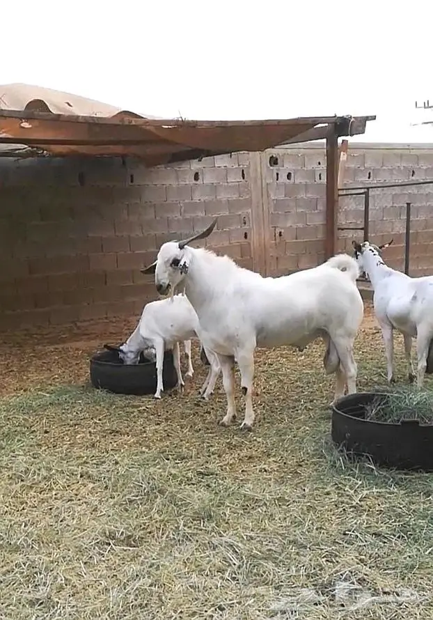 فحل بيشي صنف 0