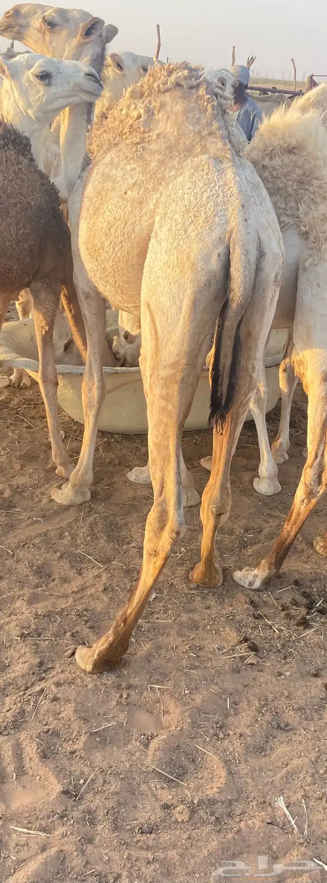 بكار للبيع 2