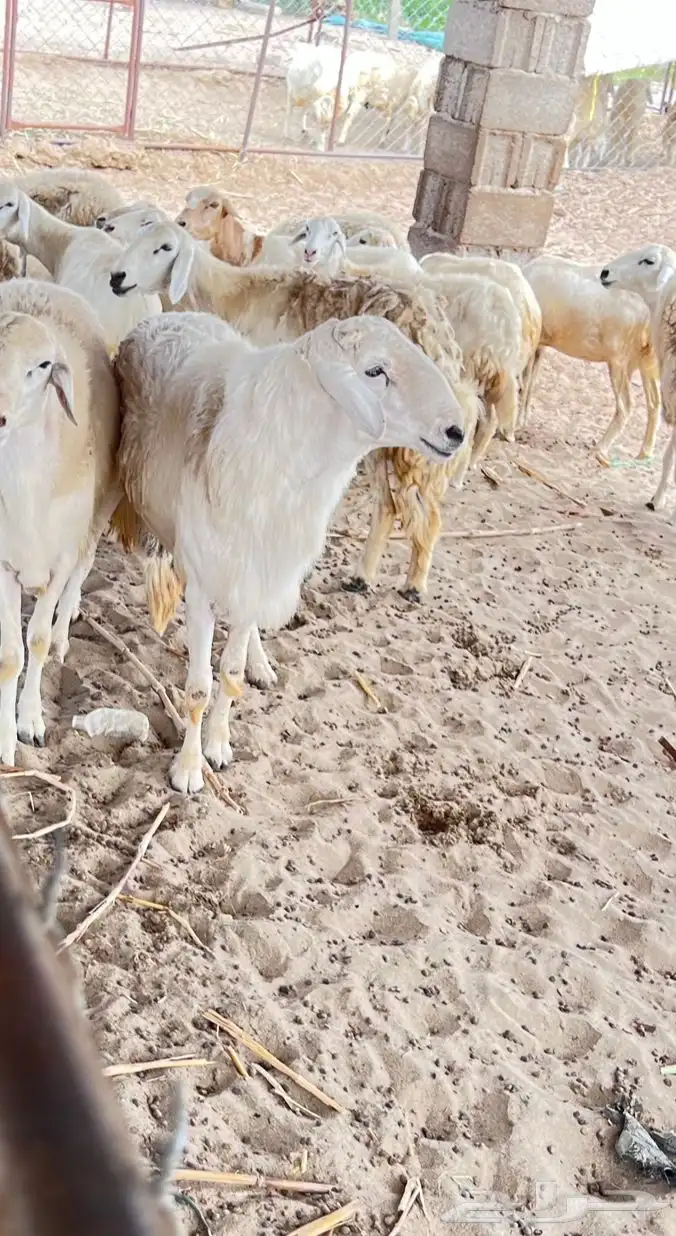 خروف فحل 1