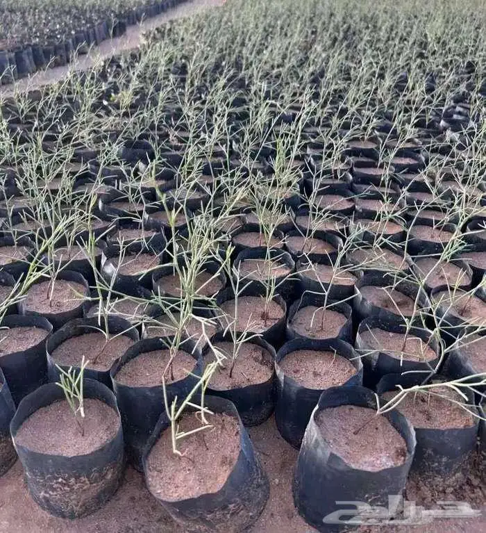 مطلوب ممول عمل زراعي بعوائد توصل 100 0