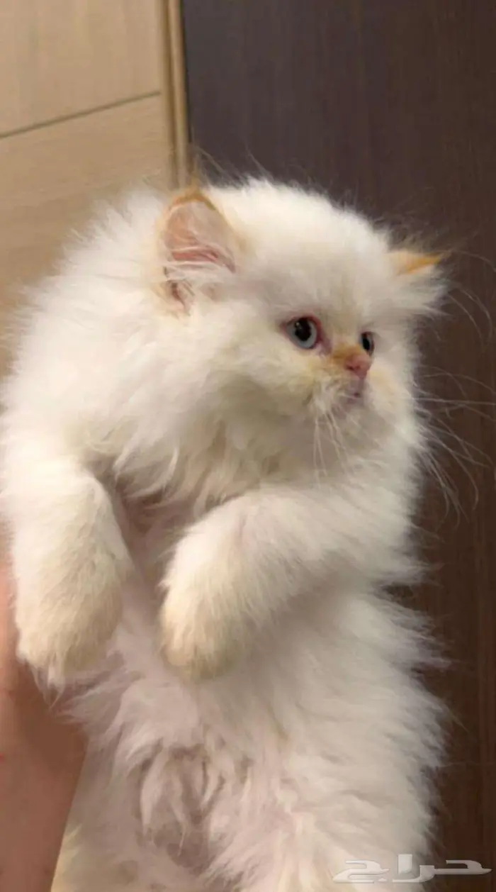 قط لعوب ابيض شرازي ب 200 2