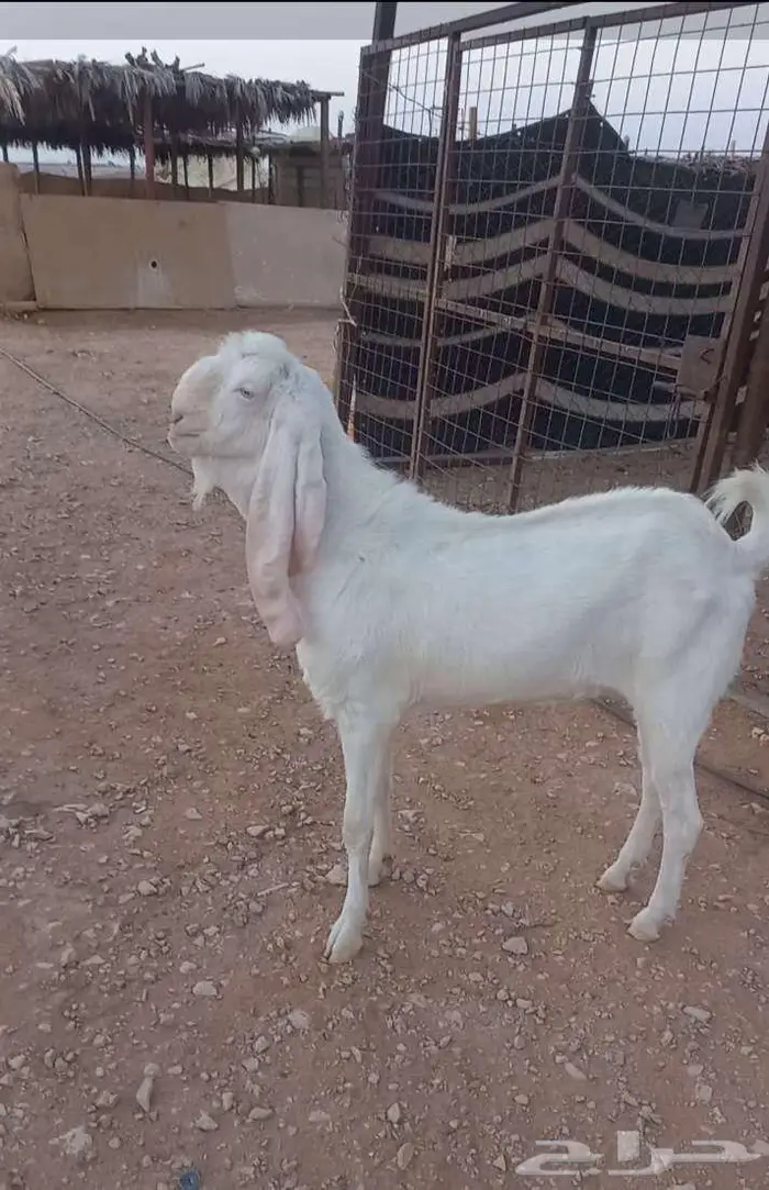 ثني مشروع فحل الخرج 2