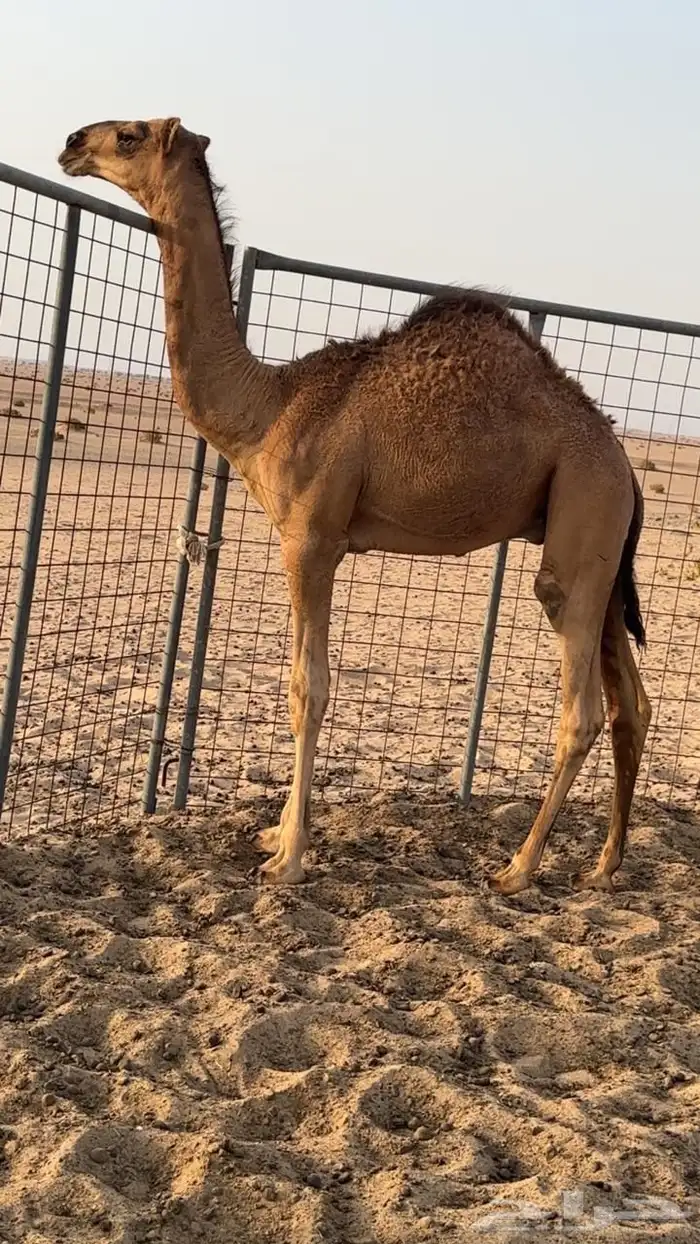 احمر قعود حوار ينفرد لون وعون ومشروع فحل 0