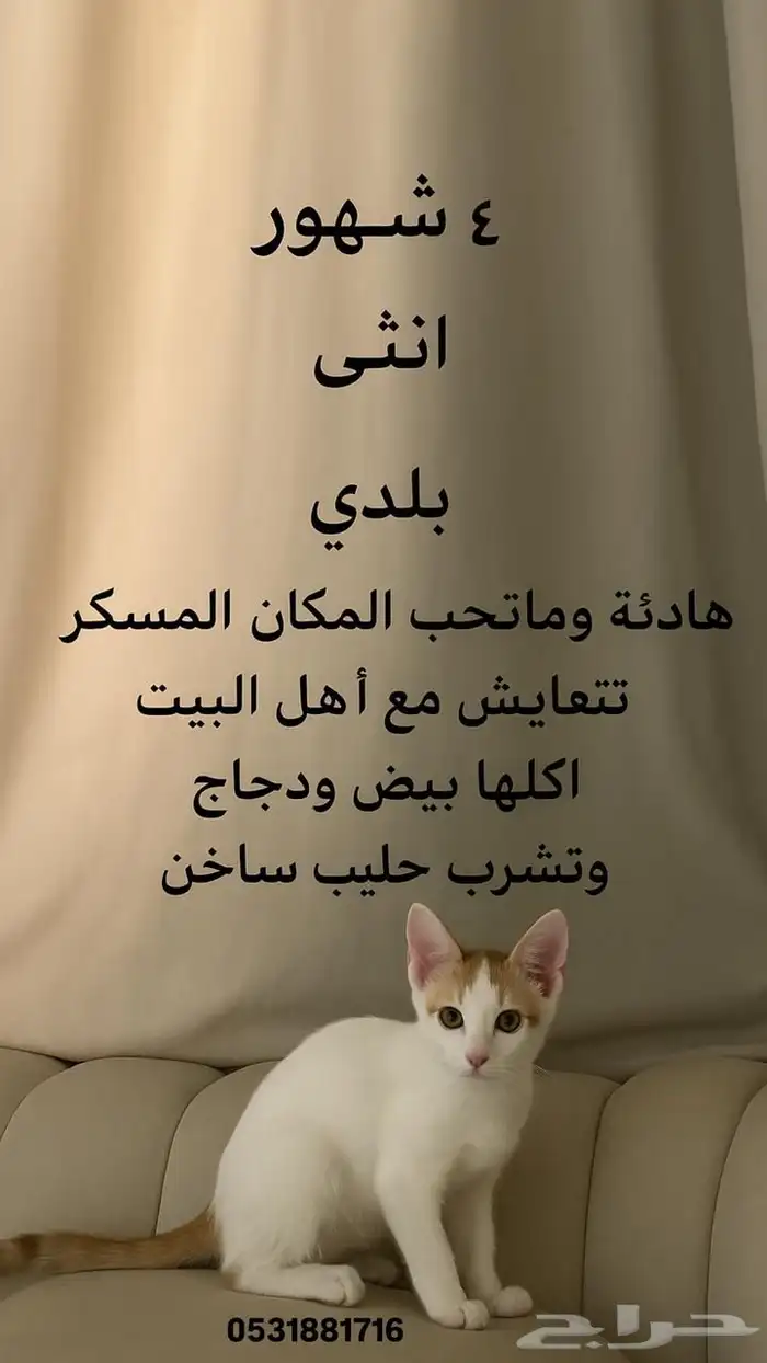 قطوة بلدي 0