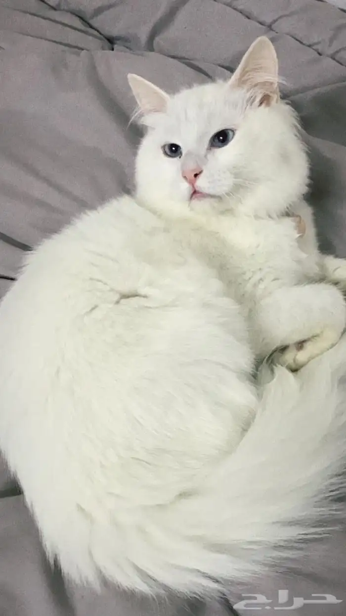 ابي احد ياخذها يخاف الله فيها 0