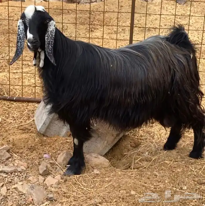 عنز عارضيه مشروكه شامي دافع 13