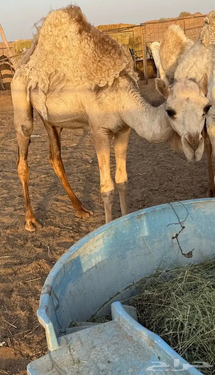 بكار للبيع 0