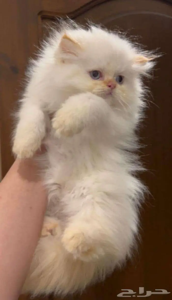 قط لعوب ابيض شرازي ب 200 1