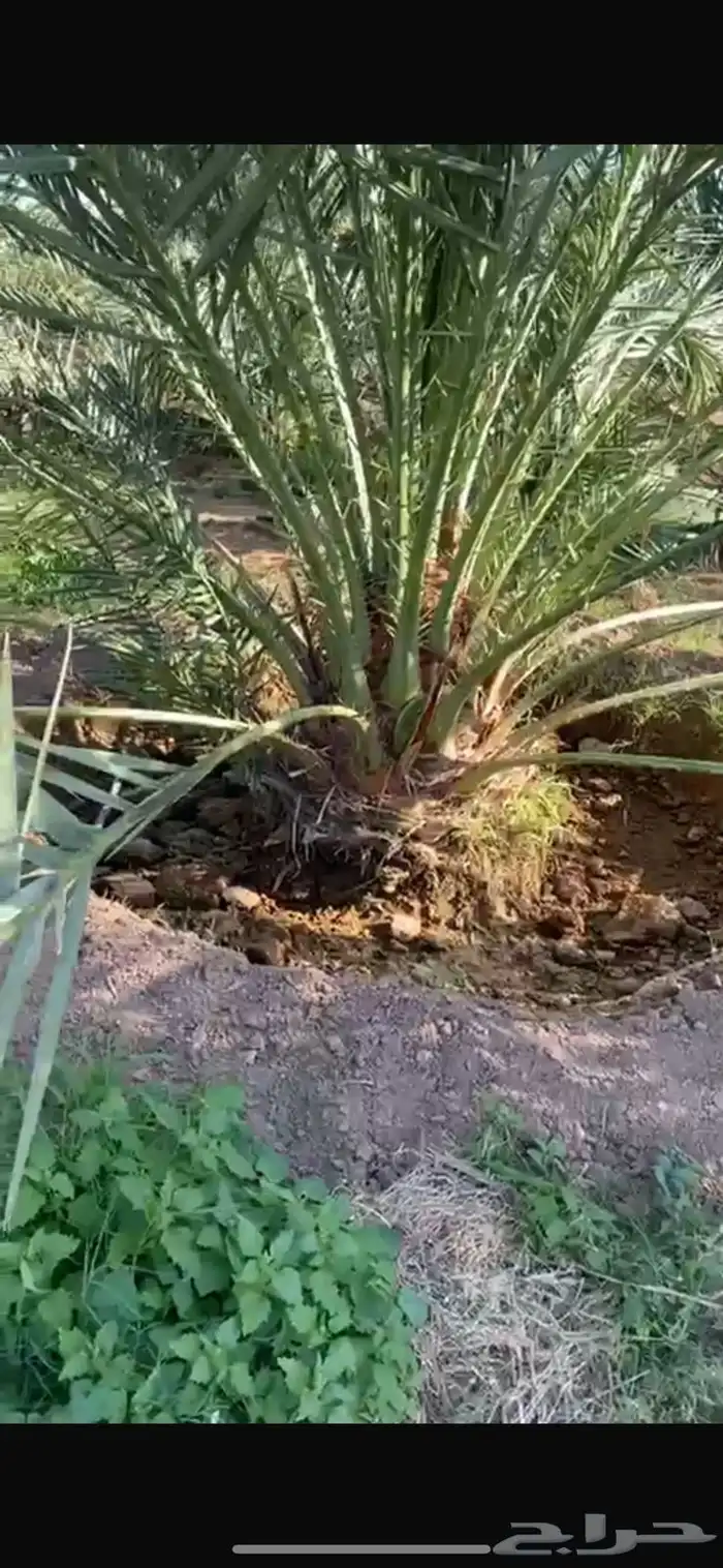 مزرعة للبيع في حزرة المهد 1