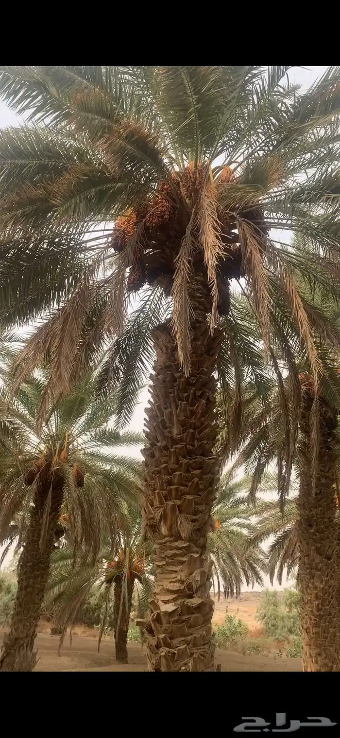 تمر للبيع حبه كبير 120نخله 1