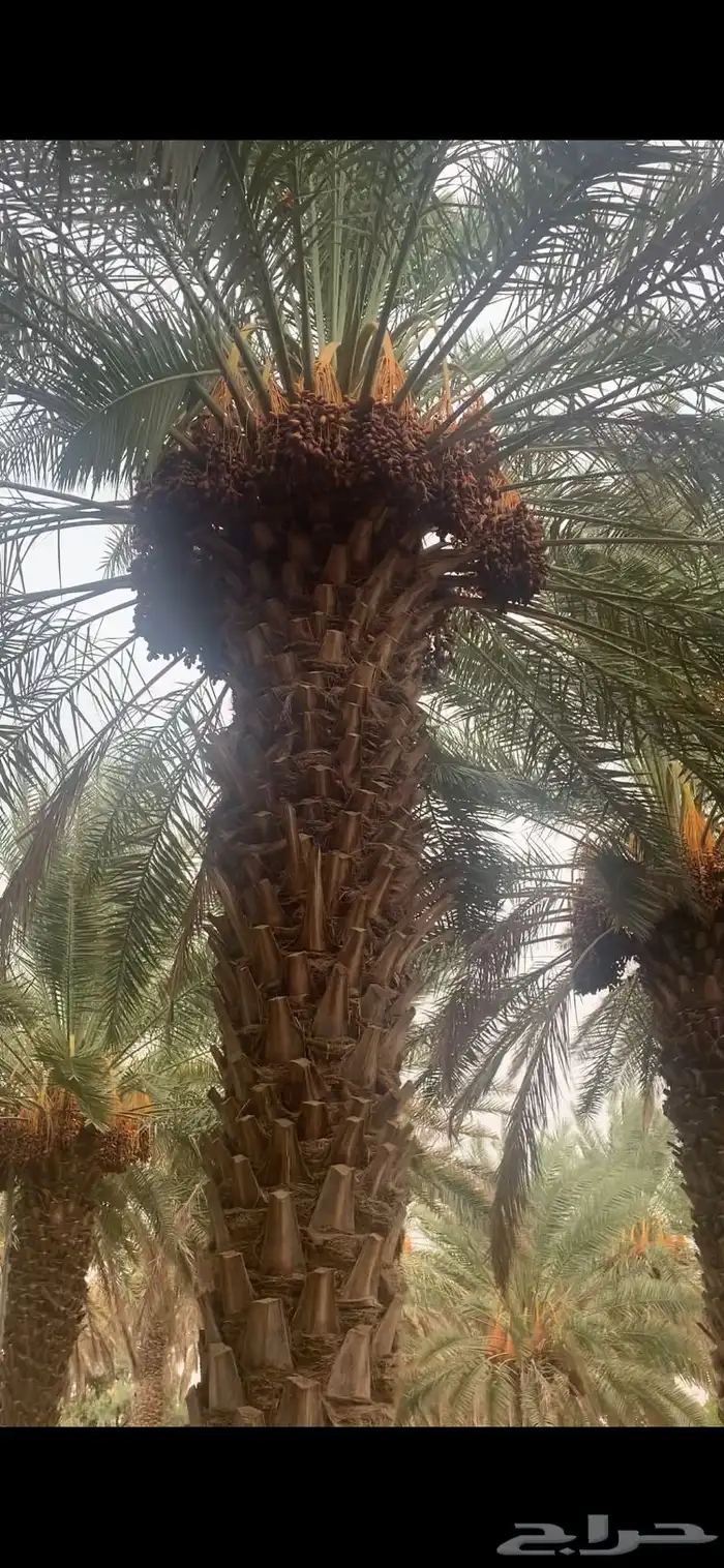 تمر للبيع حبه كبير 120نخله 0