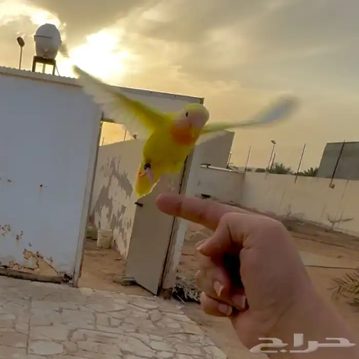 روز محجل أليف هدد خارجي (تم البيع) 2