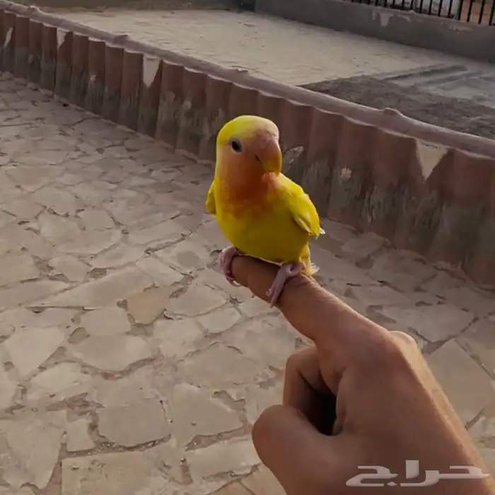 روز محجل أليف هدد خارجي (تم البيع) 0