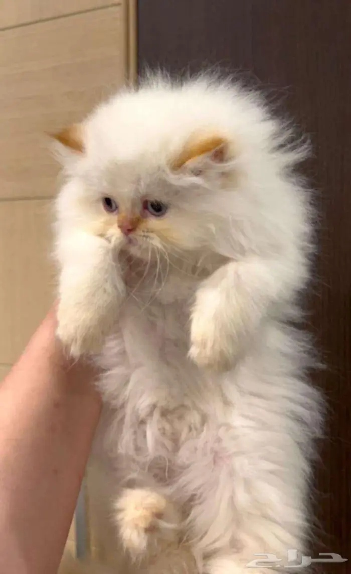 قط لعوب ابيض شرازي ب 200 3