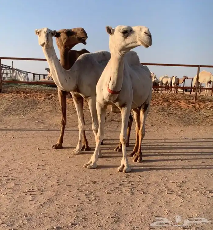 عشاير مبيوعه عياله بيع 4500 1