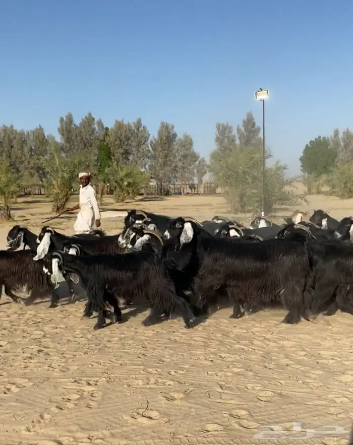 معزاء عوارض طيبه واشباب للبيع 1
