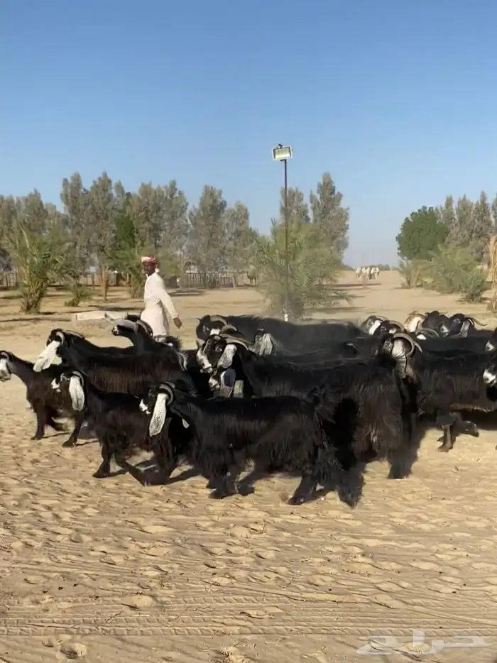 معزاء عوارض طيبه واشباب للبيع 5