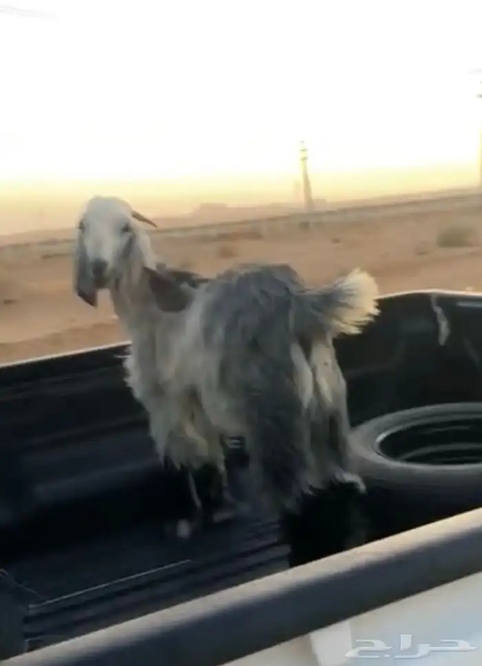 تيس سمين شحم العمر 5شهور 1