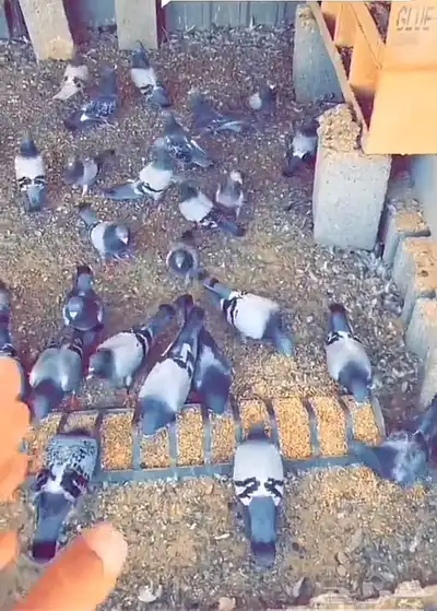 حمام 0
