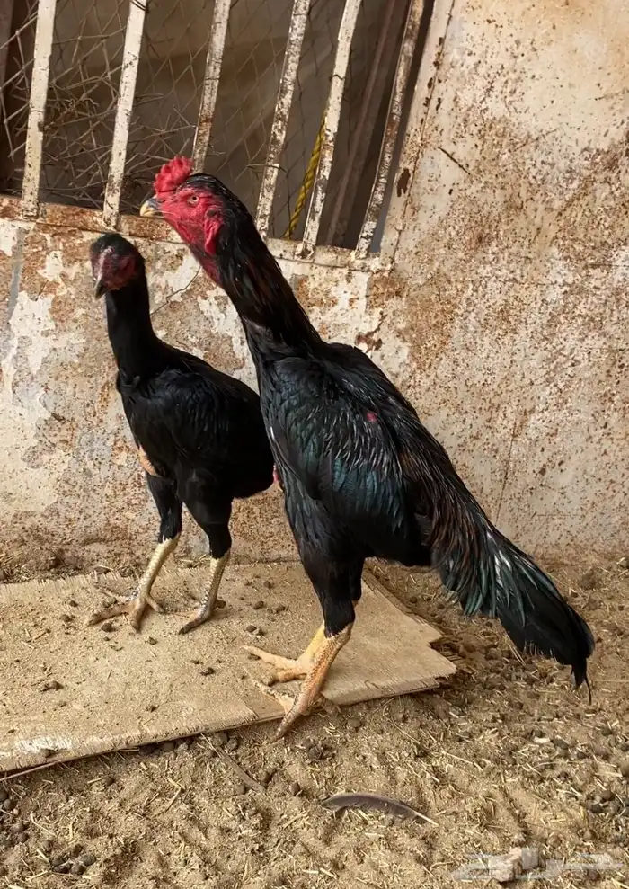شامو اللماني 0