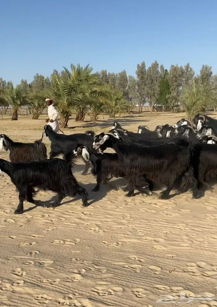 معزاء عوارض طيبه واشباب للبيع 8