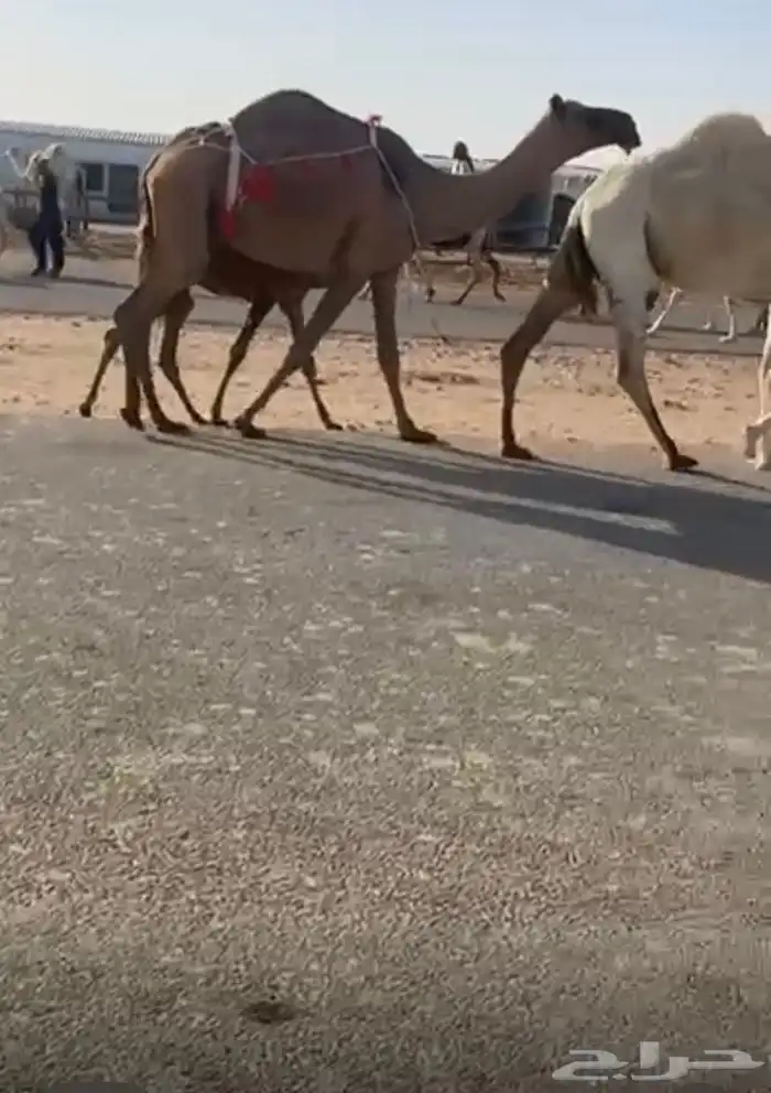 صفرا حذرها قعود ناقه انتاج 0