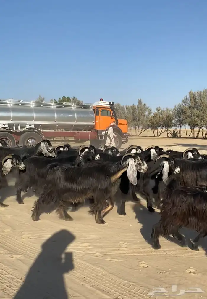 معزاء عوارض طيبه واشباب للبيع 0