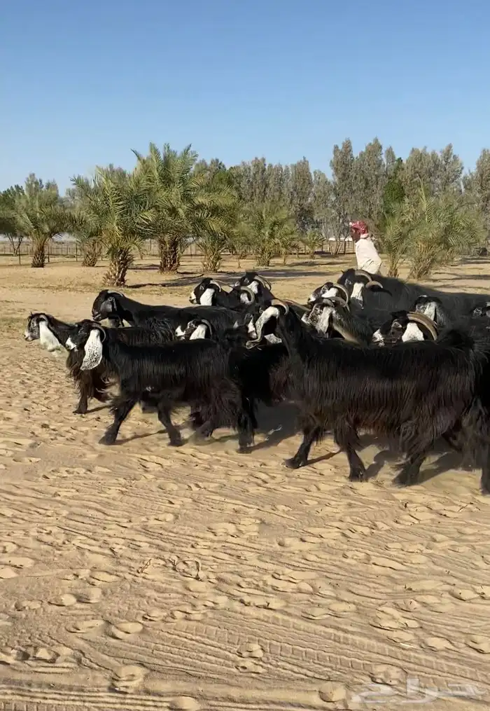 معزاء عوارض طيبه واشباب للبيع 10