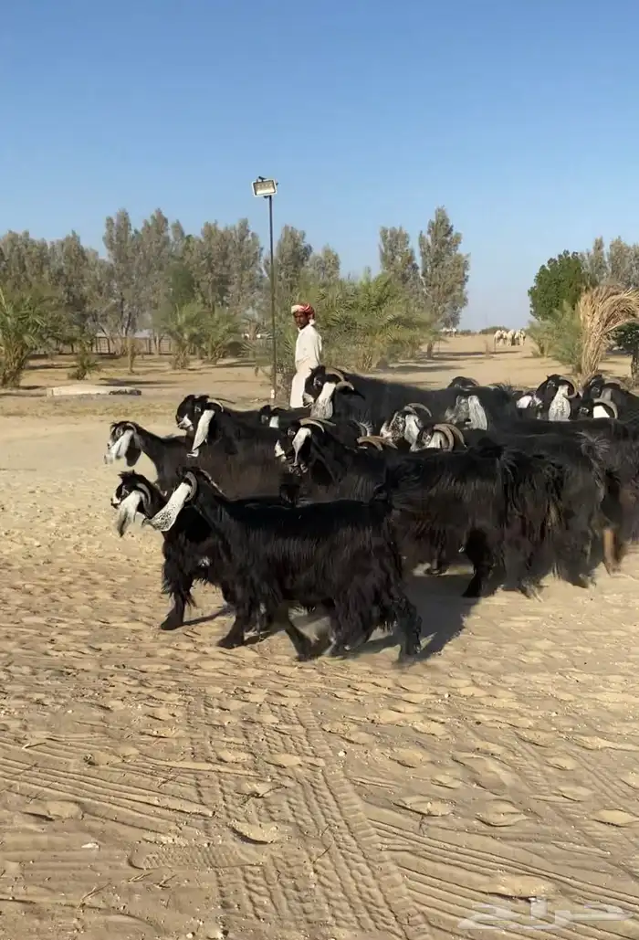 معزاء عوارض طيبه واشباب للبيع 3