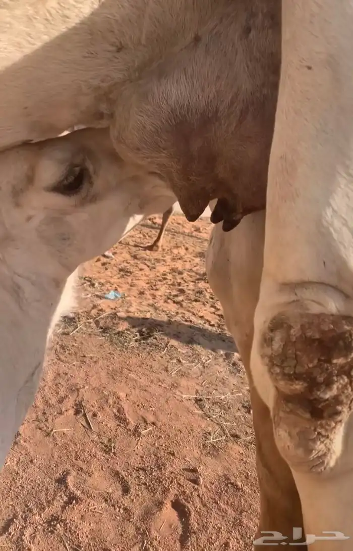 عشاير مبيوعه عياله بيع 4500 3