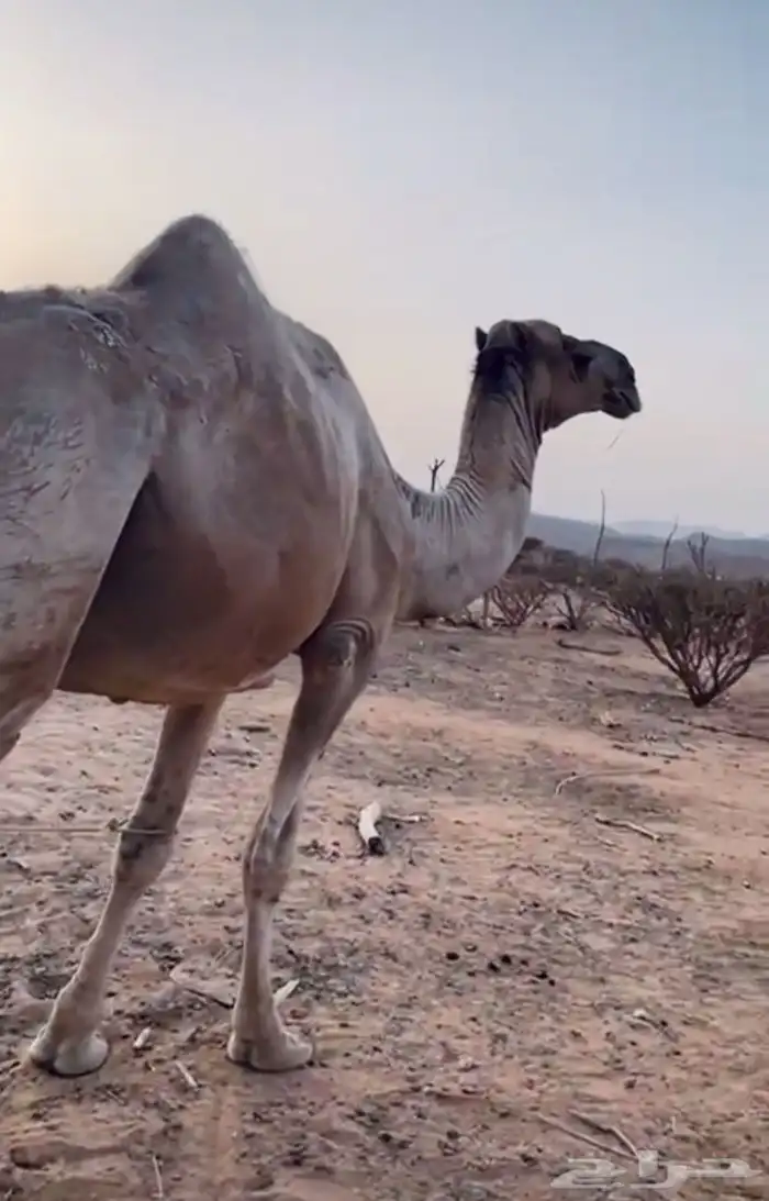 بعير ارك حمر كفو 1