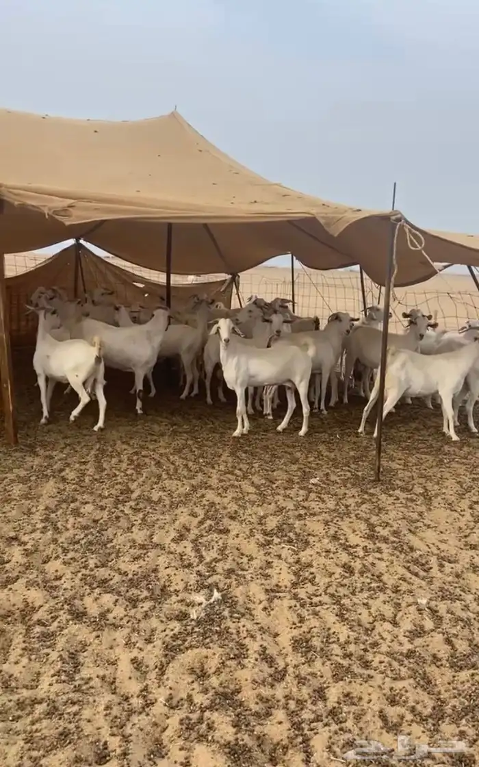 معزا برص صنف الصنف مراح واحد جنب 3