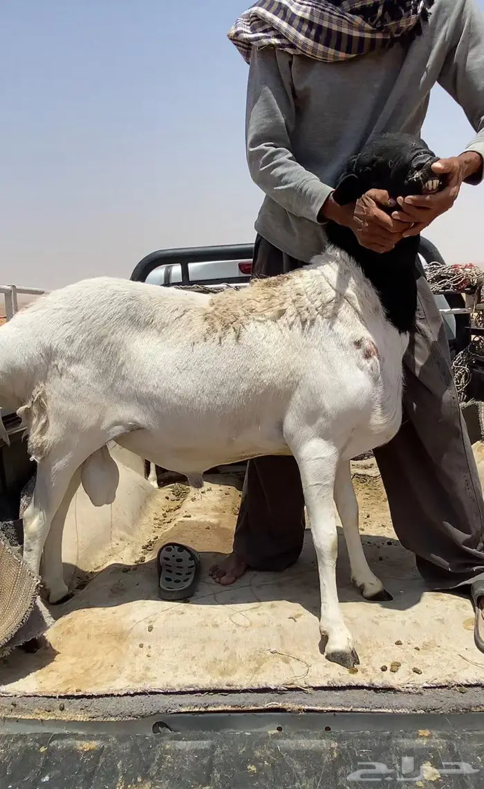 شياه برابر بفحلها 1