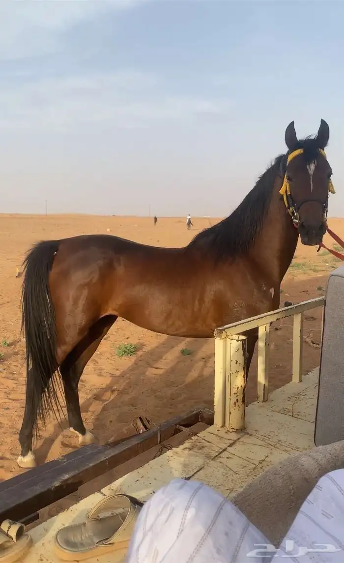 حصان جزيري والبيع شعبي لاهل الركوب 0