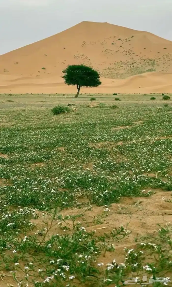 توصيل معلمات وطلبه داخل ضريه 0