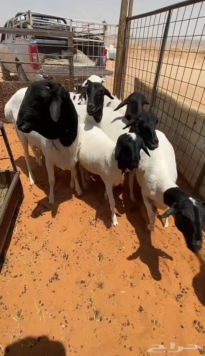 شياه برابر بفحلها 5
