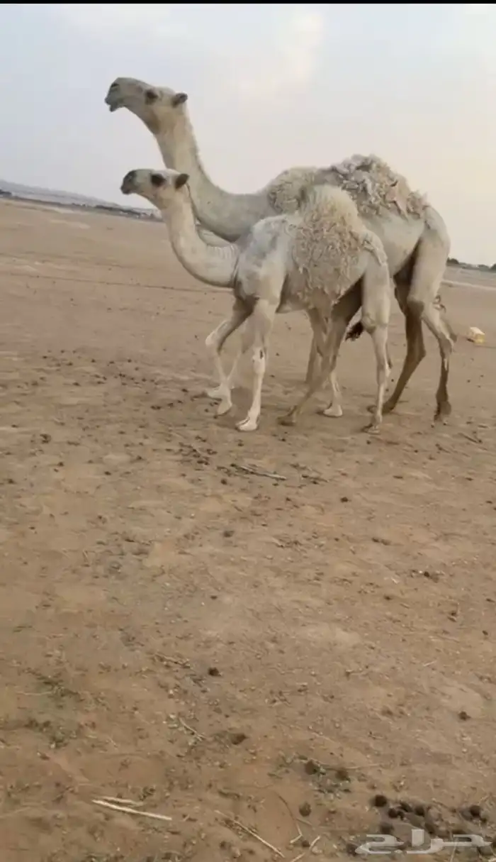 تم البيع تم البيع بكر عشرا كفووو معها بكره كفو 0