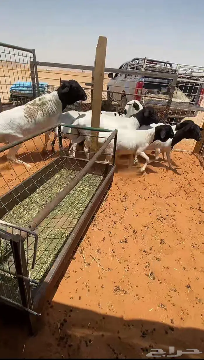 شياه برابر بفحلها 4