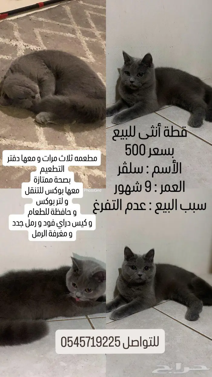 قطة أنثى ( قطوة ) 0