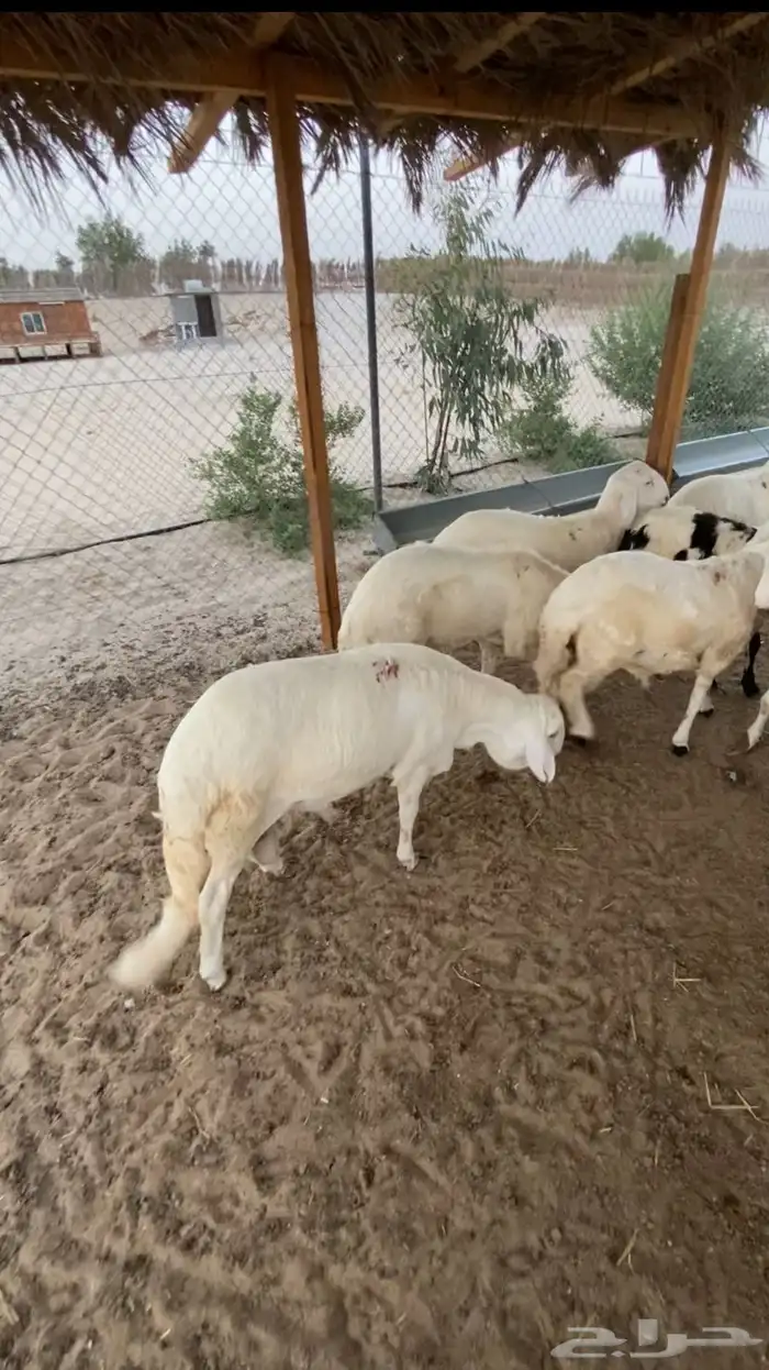 سواكن مرابي خمس شهور 2