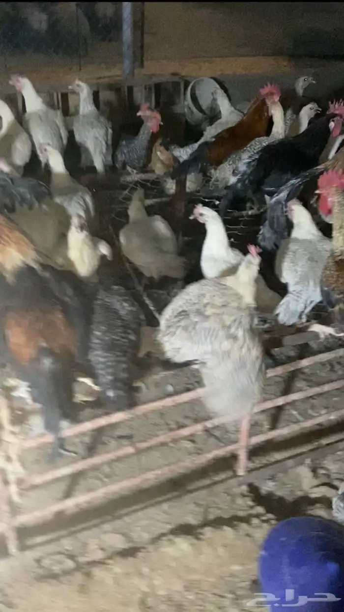 دجاج وديكه بلدي وفيومي المونيوم بياض العدد 70 1