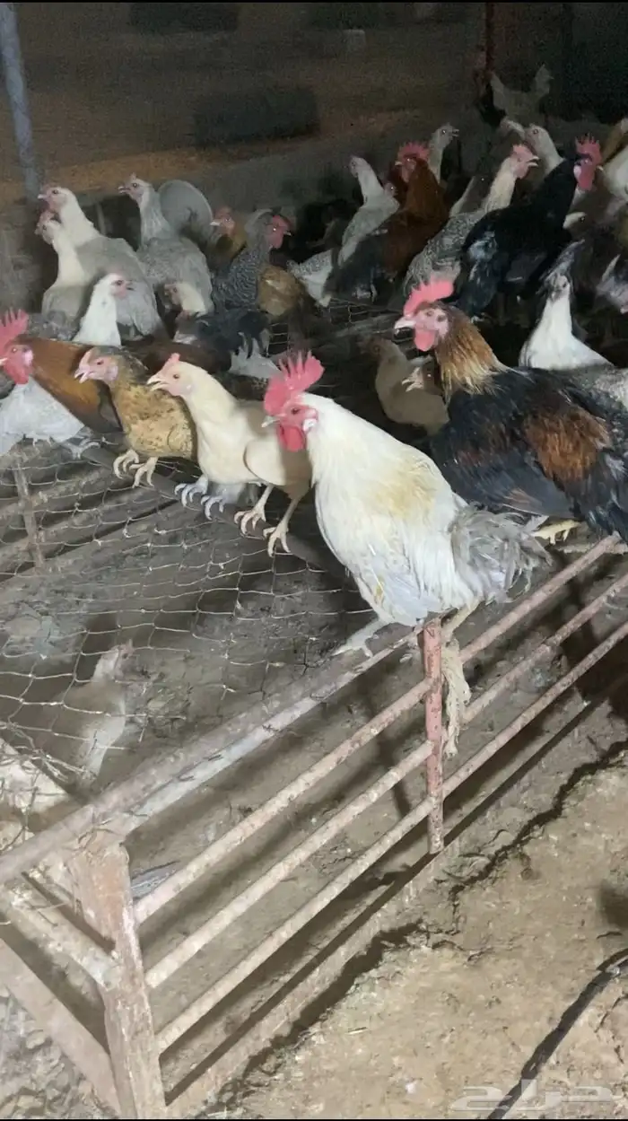 دجاج وديكه بلدي وفيومي المونيوم بياض العدد 70 0