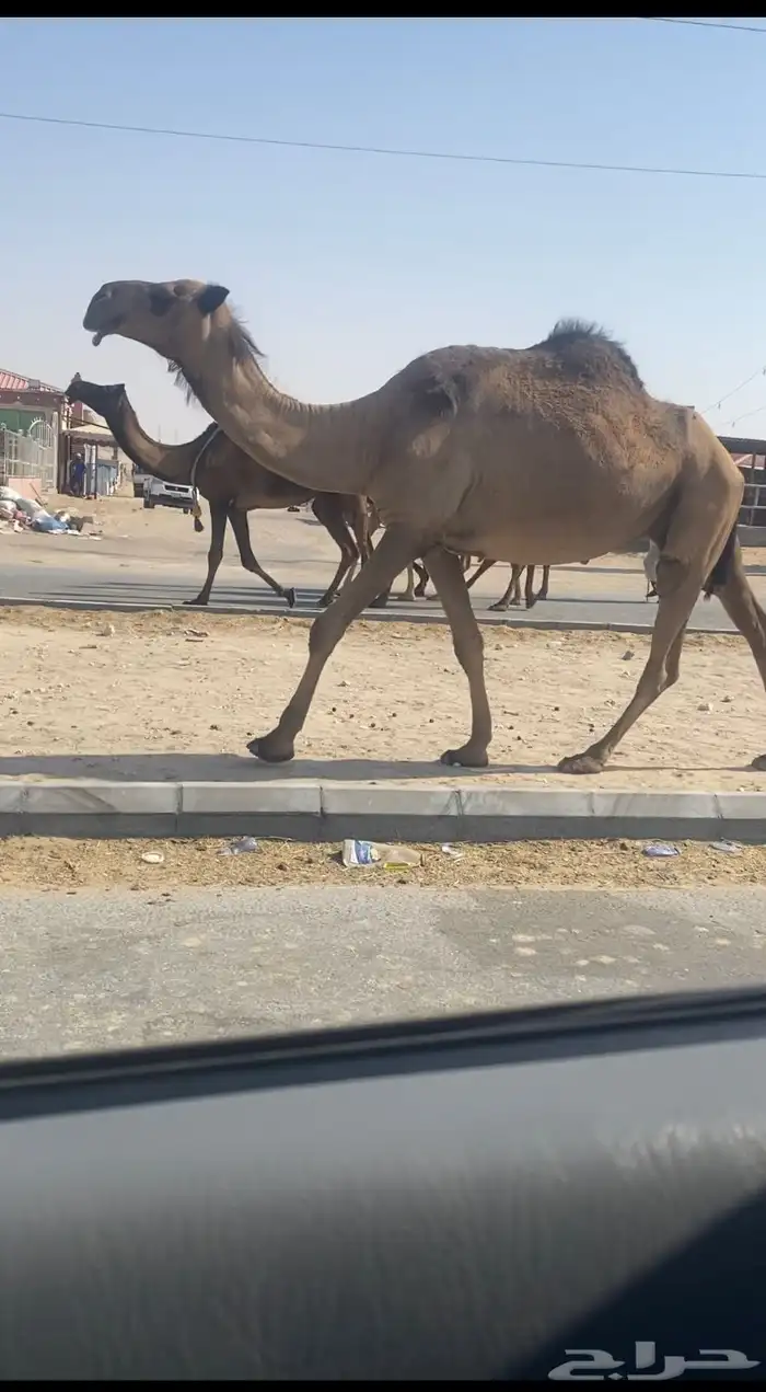 لقحه وبكره 4