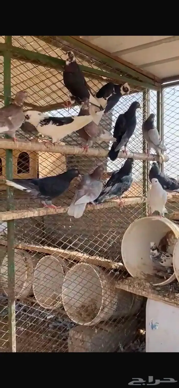 قطايف عشة كاملك 14 جوز. الخرج 8