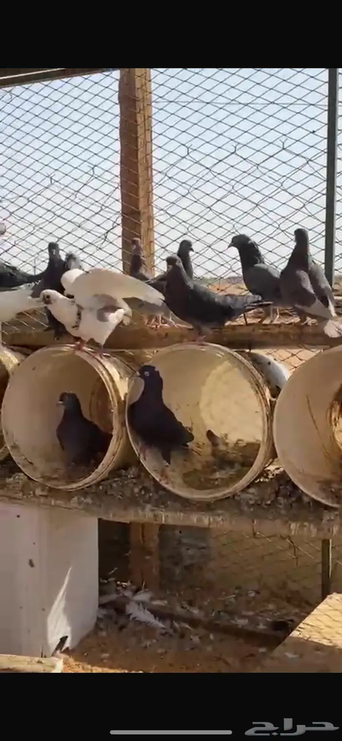 قطايف عشة كاملك 14 جوز. الخرج 5