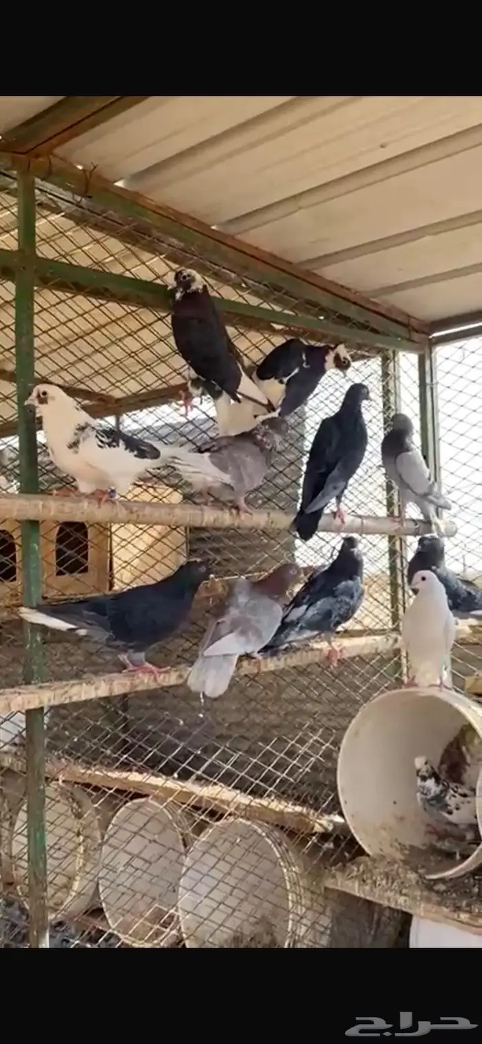 قطايف عشة كاملك 14 جوز. الخرج 6